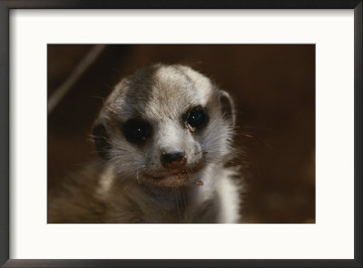 A Close View Of A Meerkat (Suricata Suricatta) Pup by Mattias Klum Pricing Limited Edition Print image