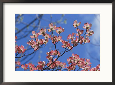 Spring Flowers, Pink Dogwood, Mid-May, Massachusetts by Darlyne A. Murawski Pricing Limited Edition Print image