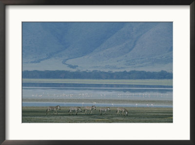 Zebras And Pink Flamingos, Ngorongoro Crater, Tanzania by Skip Brown Pricing Limited Edition Print image