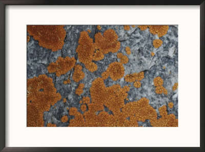 Close View Of Caloplaca Species Lichens Growing On Rock by Stephen Sharnoff Pricing Limited Edition Print image