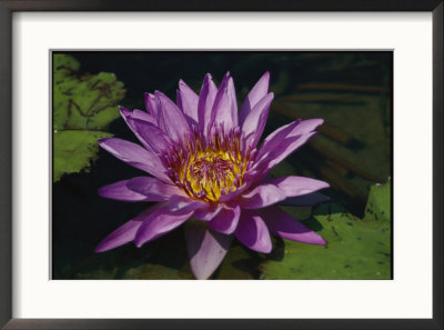 Fragrant Water Lily Flower by Richard Nowitz Pricing Limited Edition Print image