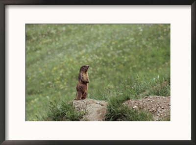 Marmot Standing On Rock by Norbert Rosing Pricing Limited Edition Print image