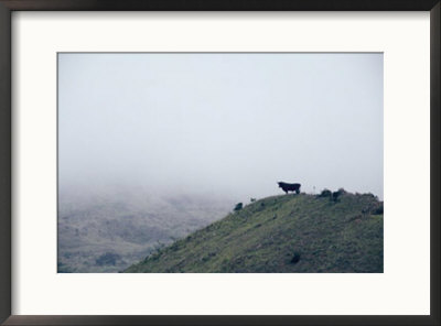Lone Bull On Hill In Fog by Steve Winter Pricing Limited Edition Print image