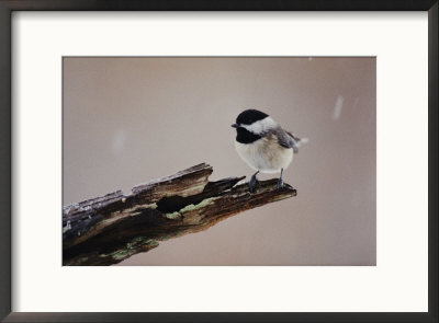 A Black-Capped Chickadee by George F. Mobley Pricing Limited Edition Print image