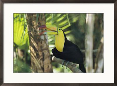 A Keel-Billed Toucan Sits In A Tree In Belize by Ed George Pricing Limited Edition Print image