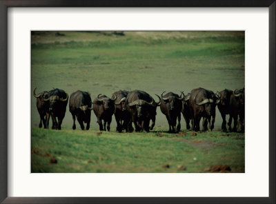 Herd Of Cape Buffalo by Beverly Joubert Pricing Limited Edition Print image