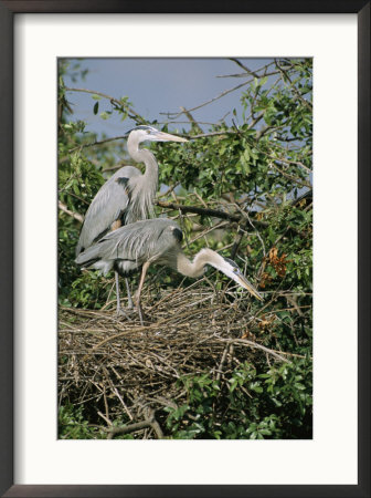 Great Blue Herons On Their Nest by Roy Toft Pricing Limited Edition Print image