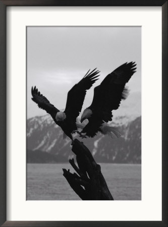 Two Bald Eagles Fight Each Other For Food by Norbert Rosing Pricing Limited Edition Print image