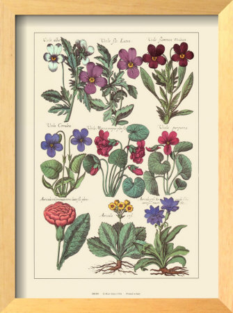 Violets by Johann Theodore De Bry Pricing Limited Edition Print image