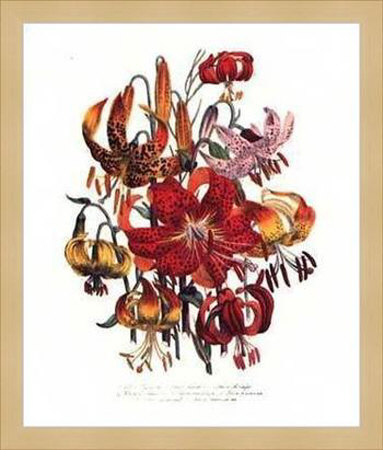 Tigerlilies by Jane W. Loudon Pricing Limited Edition Print image