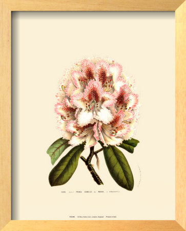 Rhododendron (Pink) by Francois Van Houtte Pricing Limited Edition Print image