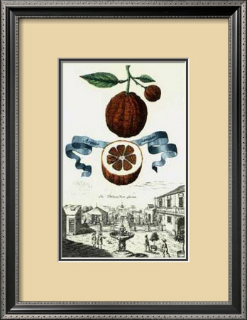 Aranzo Fimmato by Johann Christof Volckamer Pricing Limited Edition Print image