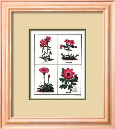 Botanicals (Pink) by B. Maund Pricing Limited Edition Print image