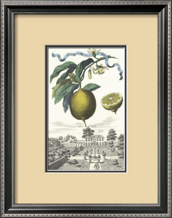 Limon Zucherin by Johann Christof Volckamer Pricing Limited Edition Print image
