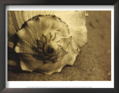 Conch by Cyndi Schick Pricing Limited Edition Print image