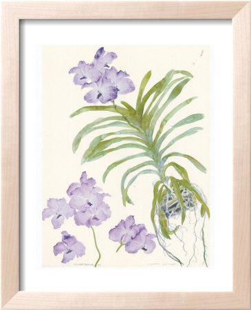 Orchid Blue Vanda by Elizabeth Blackadder Pricing Limited Edition Print image