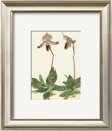 Orchid by Elizabeth Blackadder Pricing Limited Edition Print image