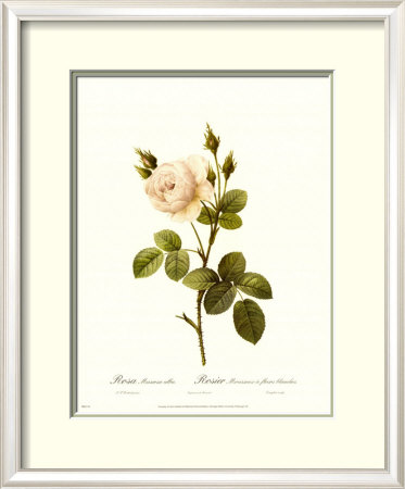 Muscosa Alba by Pierre-Joseph Redouté Pricing Limited Edition Print image