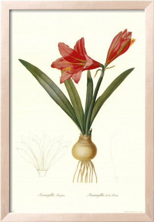 Amarylis Regina by Pierre-Joseph Redoute Pricing Limited Edition Print image