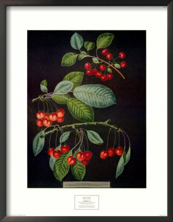 Cherries I by George Brookshaw Pricing Limited Edition Print image