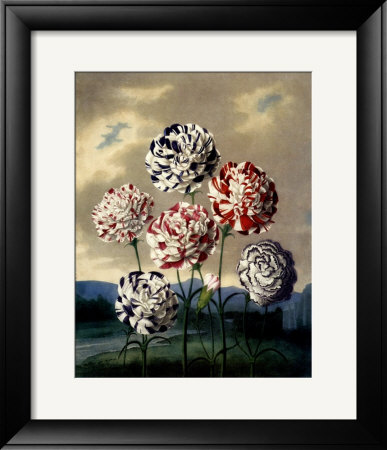 A Group Of Carnations by Dr. Robert J. Thornton Pricing Limited Edition Print image