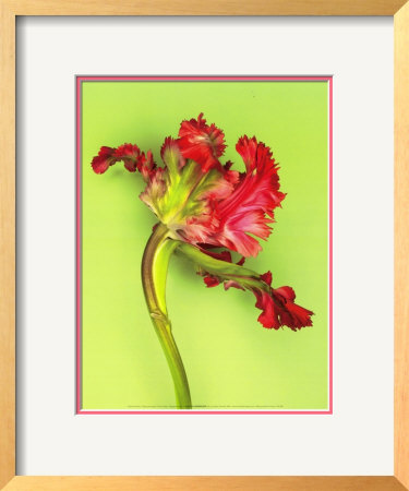 Parrot Tulip by Cedric Porchez Pricing Limited Edition Print image