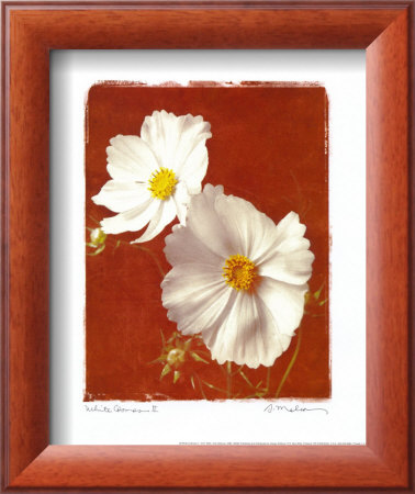 White Cosmos Ii by Amy Melious Pricing Limited Edition Print image