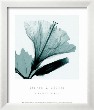 Hibiscus & Bud Sm. by Steven N. Meyers Pricing Limited Edition Print image