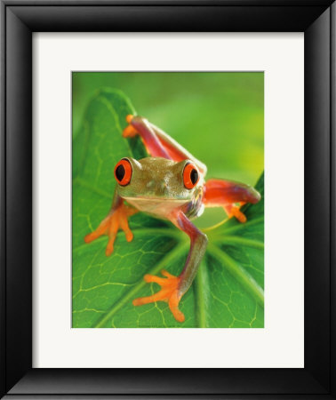 Frog by Tim Flach Pricing Limited Edition Print image