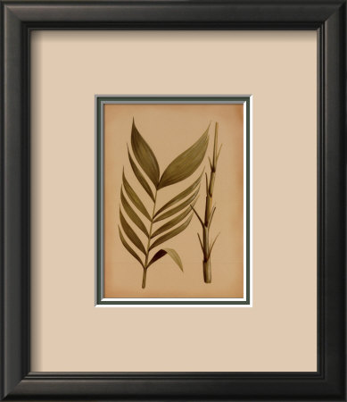 Palm Frond Ii by Wilbur Pricing Limited Edition Print image