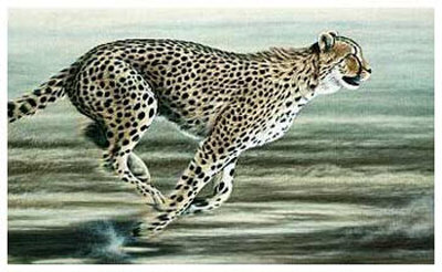 Cheetah Closing In by Jeremy Paul Pricing Limited Edition Print image