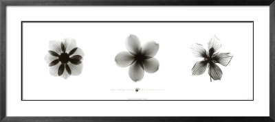 X-Ray Frangipani Triptych by Bert Meyers Pricing Limited Edition Print image