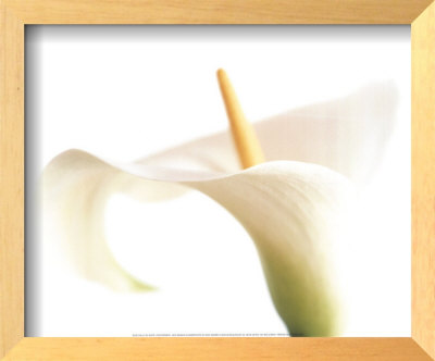 Calla On White by Den Reader Pricing Limited Edition Print image