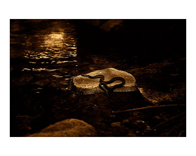 Sun Rock Snake by Jim Tunell Pricing Limited Edition Print image
