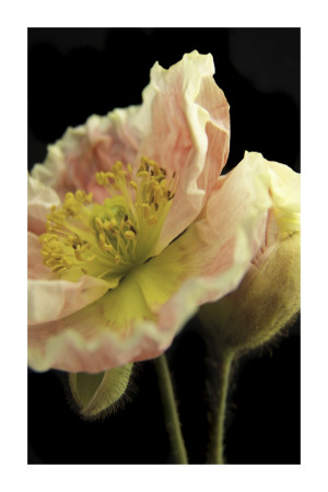 Spring by Alicia Bock Pricing Limited Edition Print image