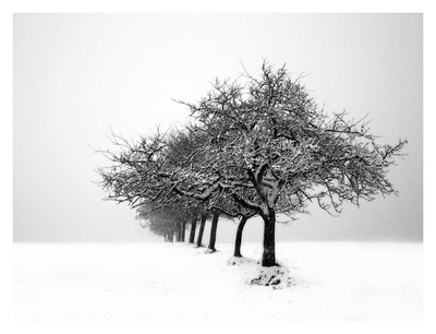 Winter Tree Line I by Ilona Wellmann Pricing Limited Edition Print image