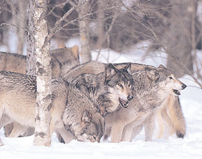 Wolf Pack In Snow by Tom Brakefield Pricing Limited Edition Print image