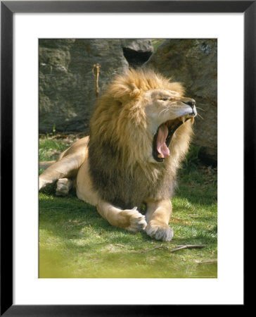 Lion Roaring by Tony Ruta Pricing Limited Edition Print image