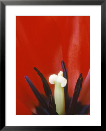 Tulipa Red Shine by Chris Burrows Pricing Limited Edition Print image