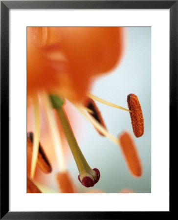 Lilium Thunderbolt, Close-Up Of An Orange Flower With Stamens And Pollen by Hemant Jariwala Pricing Limited Edition Print image