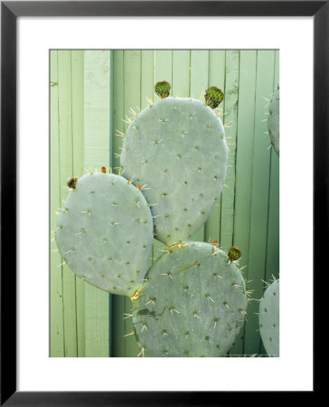 Opuntia Fence Bancroft Garden, California by Michele Lamontagne Pricing Limited Edition Print image