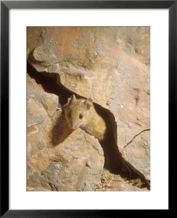 Long-Tailed Field Or Wood Mouse, Emerging From Crack by David Boag Pricing Limited Edition Print image