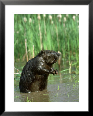 Beaver, Feeding In Pond, Usa by Alan And Sandy Carey Pricing Limited Edition Print image