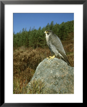 Peregrine Falcon, Falco Peregrinus Male Perched On Rock St. Rathspey, Uk by Mark Hamblin Pricing Limited Edition Print image