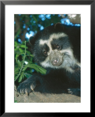 Spectacled Bear Male, Cerro Chaparri, Peru by Mark Jones Pricing Limited Edition Print image