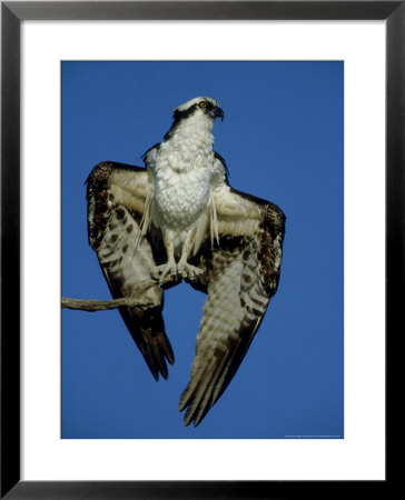 Osprey, Male Drying Wings, Florida by Brian Kenney Pricing Limited Edition Print image