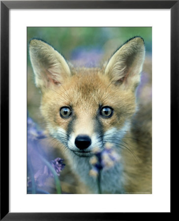 Red Fox, Close Up Of Young Fox Looking Through Long Grass, Uk by Oxford Scientific Pricing Limited Edition Print image