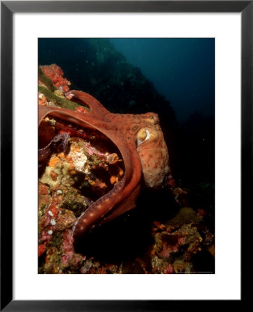 Common Octopus, Moving Over Reef, Burma by Mark Webster Pricing Limited Edition Print image