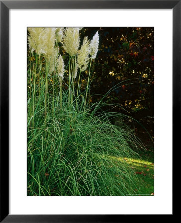Autumn Partners, Cortaderia (Pampas Grass) And Liquidambar (Sweet Gum) by Mark Bolton Pricing Limited Edition Print image