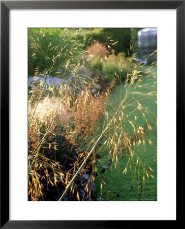 Giant Feather Grass by Ron Evans Pricing Limited Edition Print image